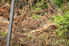 Bambusicola thoracicus