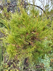 Widdringtonia nodiflora