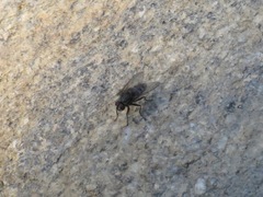 Diptera