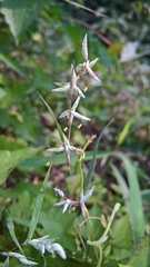 Pleuropogon