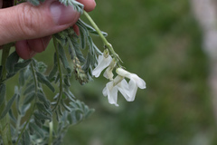 Astragalus drummondii