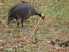 Numida meleagris galeatus