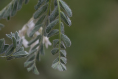 Astragalus drummondii