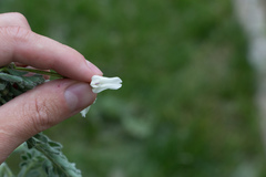 Astragalus drummondii
