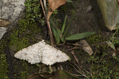 Lassaba parvalbidaria