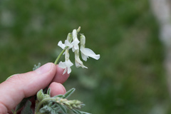 Astragalus drummondii