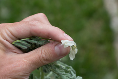 Astragalus drummondii