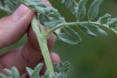 Astragalus drummondii