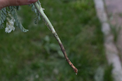Astragalus drummondii