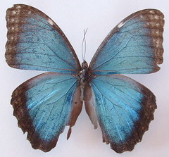 Morpho helenor narcissus