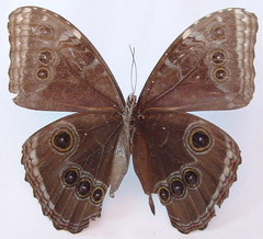 Morpho helenor narcissus