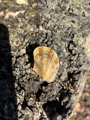 Electroma papilionacea