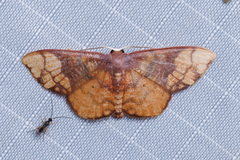 Metallaxis semipurpurascens