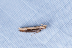 Hypatima spathota