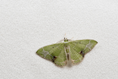 Comibaena subdelicata