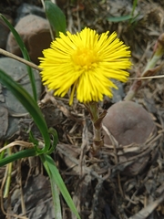 Tussilago