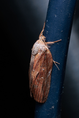 Lamprothripa scotia