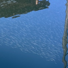 Thaleichthys pacificus