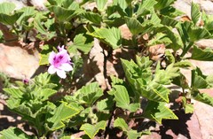 Pelargonium cucullatum strigifolium
