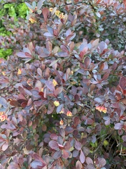 Berberis thunbergii
