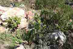 Pelargonium cucullatum strigifolium