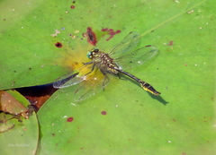 Phanogomphus australis