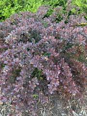 Berberis thunbergii