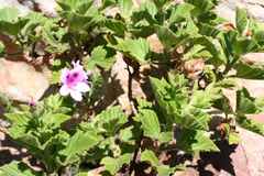 Pelargonium cucullatum strigifolium