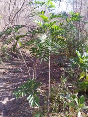 Thouinidium decandrum