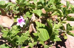 Pelargonium cucullatum strigifolium