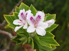 Pelargonium cucullatum cucullatum