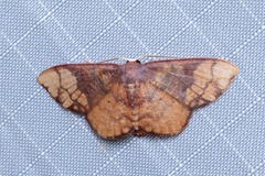 Metallaxis semipurpurascens