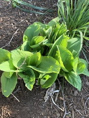 Hosta