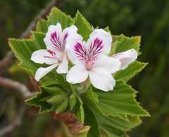 Pelargonium cucullatum cucullatum