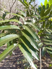 Thouinidium decandrum