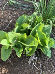 Hosta