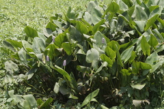 Pontederia sagittata