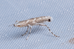 Epicephala lanceolaria