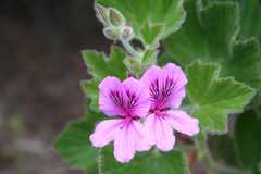 Pelargonium cucullatum cucullatum