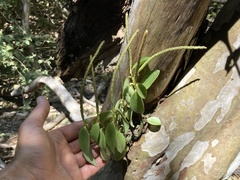 Peperomia socorronis