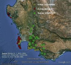 Pelargonium cucullatum cucullatum