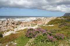 Pelargonium cucullatum cucullatum