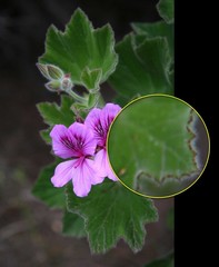 Pelargonium cucullatum cucullatum