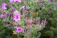 Pelargonium cucullatum cucullatum
