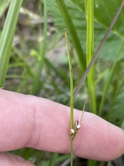 Scleria pauciflora pauciflora