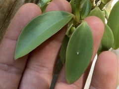 Peperomia socorronis