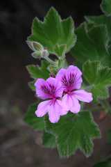 Pelargonium cucullatum cucullatum