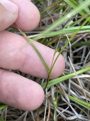 Scleria pauciflora pauciflora