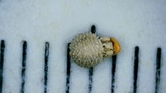 Scleria pauciflora pauciflora