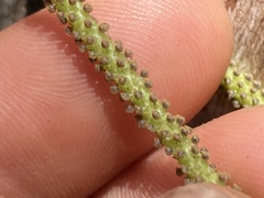 Peperomia socorronis